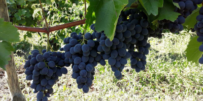 We sell grapes. Cabernet Sauvignon - 0.33 Euro/Kg (in