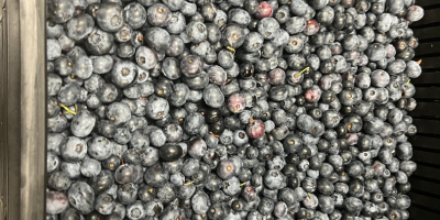 I will sell frozen American blueberries, large fruit, hand-picked,