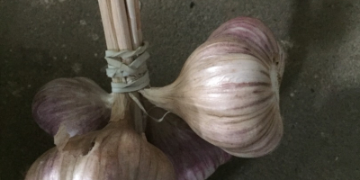 Hallo. Ich verkaufe Knoblauch aus meinem eigenen Anbau, die