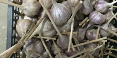 Hallo. Ich verkaufe Knoblauch aus meinem eigenen Anbau, die