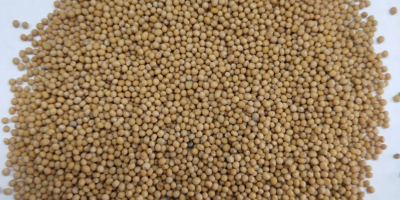 Mustard seeds white purity 99.7%. Test report on request.
