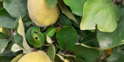 Quince fruit for immunity - no spraying, from your
