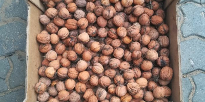 Deliziose noci del raccolto di quest&#39;anno