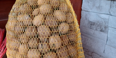 Vendo noci fresche della mia stessa corte, completamente biologiche.