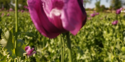 Organic poppy seeds produced in 2022 and controlled by