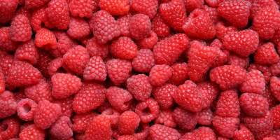 Raspberries of the Vilamet variety, vintage 2022, extra quality,