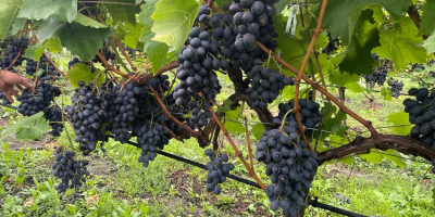 We have 60 HA (1200 tons) of Moldova grapes,