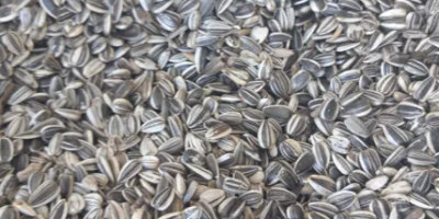 Ornamental sunflower seed. Taiyo variety and Sammer San (blend)