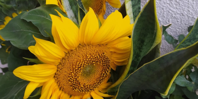 Dekorativer Sonnenblumenkern. Taiyo-Sorte und Sammer San (Mischung) oder Taiyo