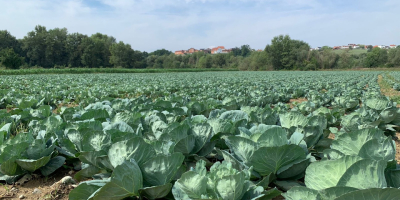 Fehér káposzta 2-5kg típusú Brava F1 extra osztályú eladó.