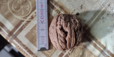 Vendo noci grandi, 4-5 cm di diametro, del raccolto