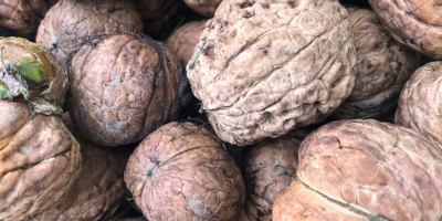 Jacknuts raccolti oggi, da un appezzamento ecologico di cortile.
