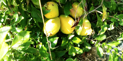 I will sell about 500 kg of Japanese quince