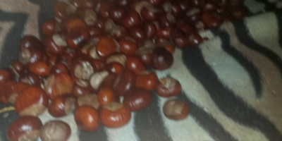 I am selling the chestnuts from today