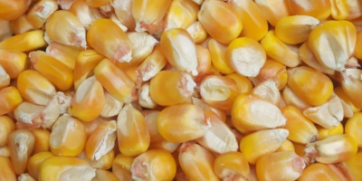 Beschreibung: Weißer Mais (Non GMO White Corn) und getrockneter