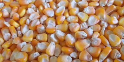 Non GMO UND GMO Mais Yellow White, Agricultura Export