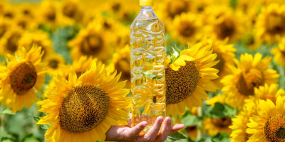 Sonnenblumenöl ist das nichtflüchtige Öl, das aus den Samen