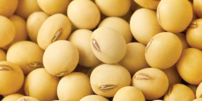 Product name : Non Gmo grade AA soybean/Soyabean proteins