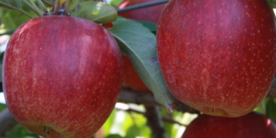 Royal Gala &amp; Fuji Apple SPECIFICAȚII: -Soi: Royal Gala