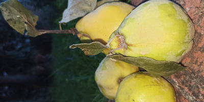 100% natural quinces from acqui terme