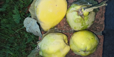 100% natural quinces from acqui terme