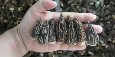 dry morel from China ,quality and packing following buyer