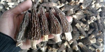 dry morel from China ,quality and packing following buyer