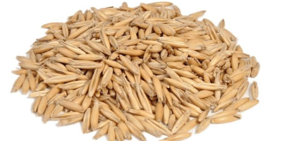 We offer high-quality certified BIO oats, this year s