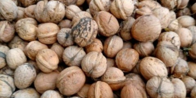 Vendo noci della mia stessa piantagione. Agricoltura biologica, lontano