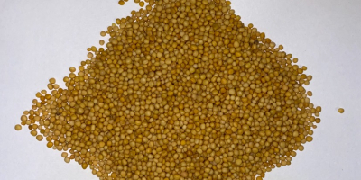 I will sell yellow mustard purity 99.98% Country of