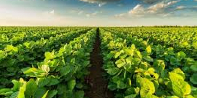 • Soybean is harvested in the sky, in 11.10