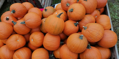 Hello, I will sell wholesale quantities of Spitfire pumpkins