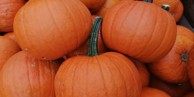 Hello, I will sell wholesale quantities of Spitfire pumpkins