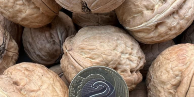 Noci in vendita. Vendemmia 2022. Prezzo: PLN 5/1 kg.
