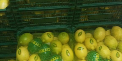 Wir verkaufen Lemons Enterdonato, Größe 54-72. Preis FOB Mersin