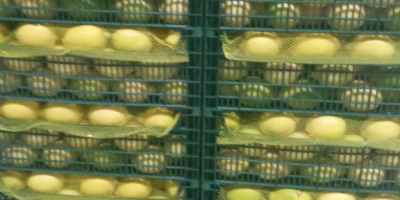Wir verkaufen Lemons Enterdonato, Größe 54-72. Preis FOB Mersin