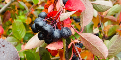 We urgently sell aronia fruits, we own an ECO