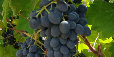 We sell quality ¨Moldova¨ grapes. The sweetest, black, ripe