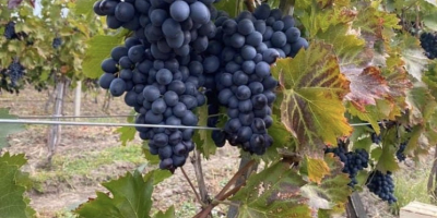 Продаваме качествено грозде ¨Молдова¨. Най-сладките, черни, зрели. Големи количества.