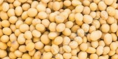 GMO soybeans for export from Ukraine. FCA/DAP delivery conditions.