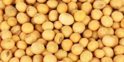 Non-GMO soy for export from Ukraine. FCA/DAP delivery conditions.