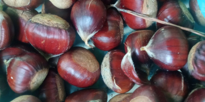 Organic chestnut Designation of Origin Galicia