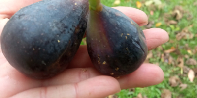 Organic figs. Sale according to needs. The price will