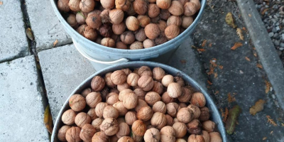 Noci fresche, biologiche senza irrorazione, dal proprio frutteto, nocciola