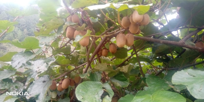 Fresh kiwi available in Uttarakhand Nainital Call 8299433581 Quantity
