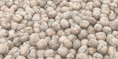 1000 kg di noce lavata ed essiccata da vendere