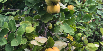 Delicious unsprayed quince (apple or pear quince)