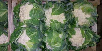 I have cauliflower for sale packed in 6 pcs.