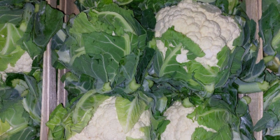 I have cauliflower for sale packed in 6 pcs.