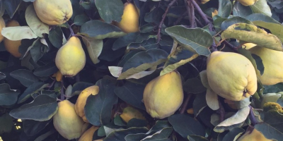 I have for sale home-grown quince fruit, organic without